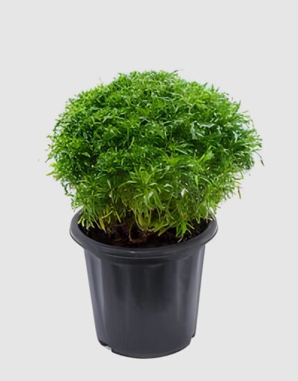 Aralia Plant
