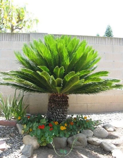 Cycas Palm
