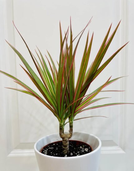 Dracaena plant
