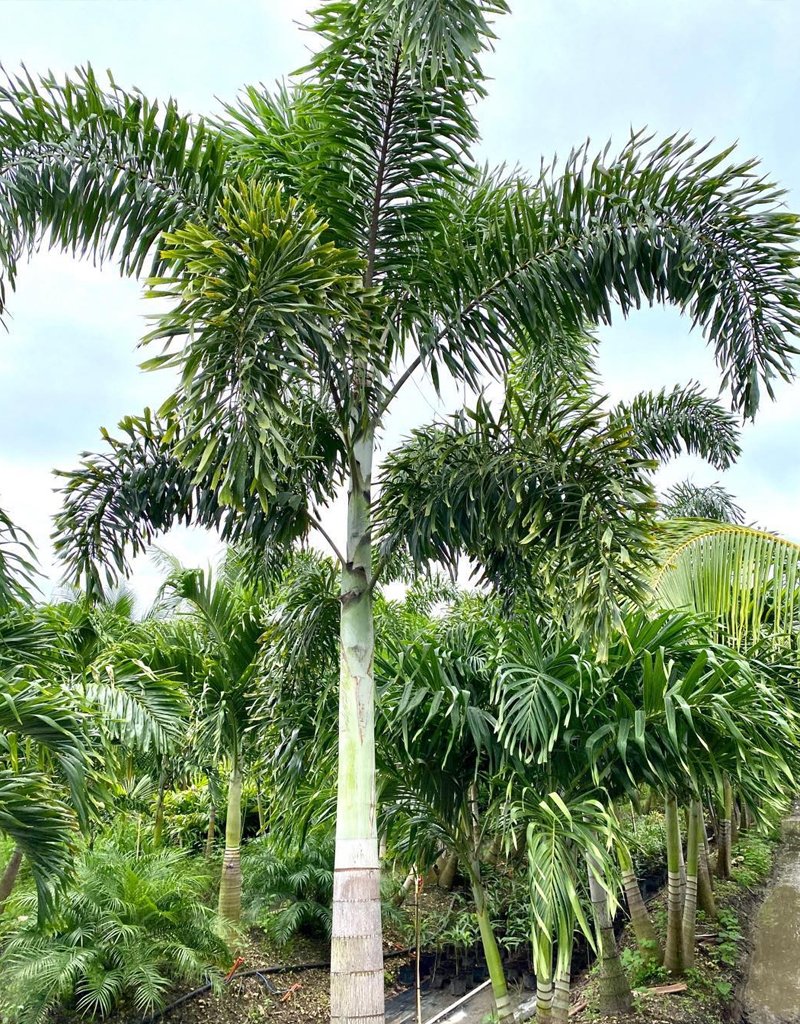 Foxtail-palm-3
