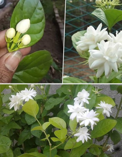 Jasmine plant