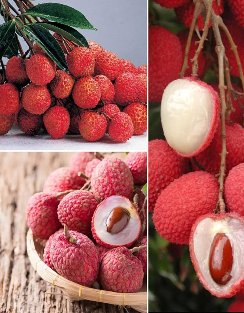 Lychee,-litchi-Plant-1