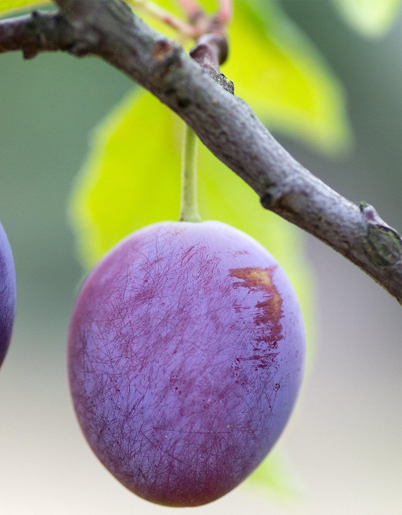 aalu-bukhara-plant,-dried-plums-plant-1