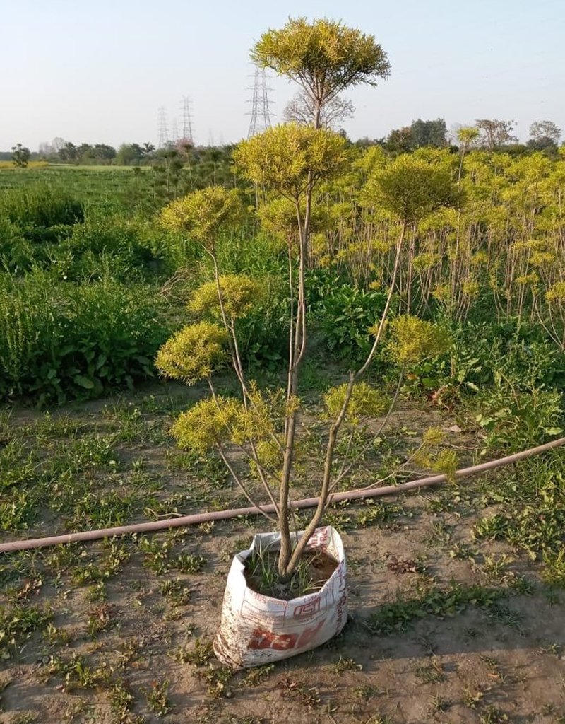 bottle-brush-tapori-plant
