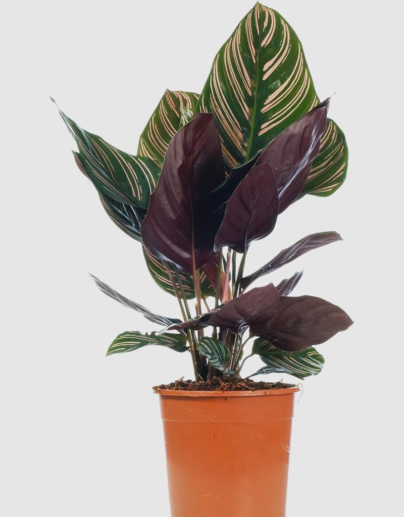 calathea-plant-3