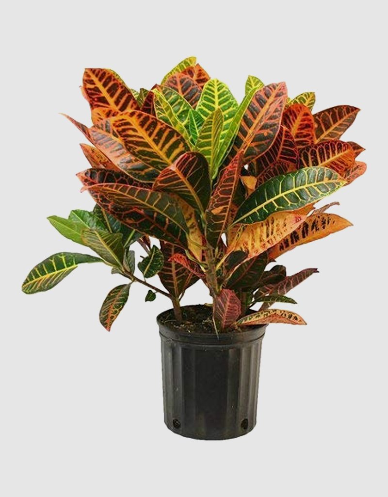 croton-plant-2