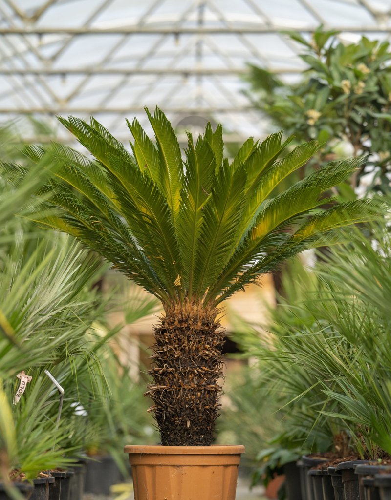 cycas-revoluta-plant-2