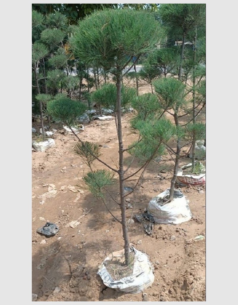 kajorina-tapori-plant