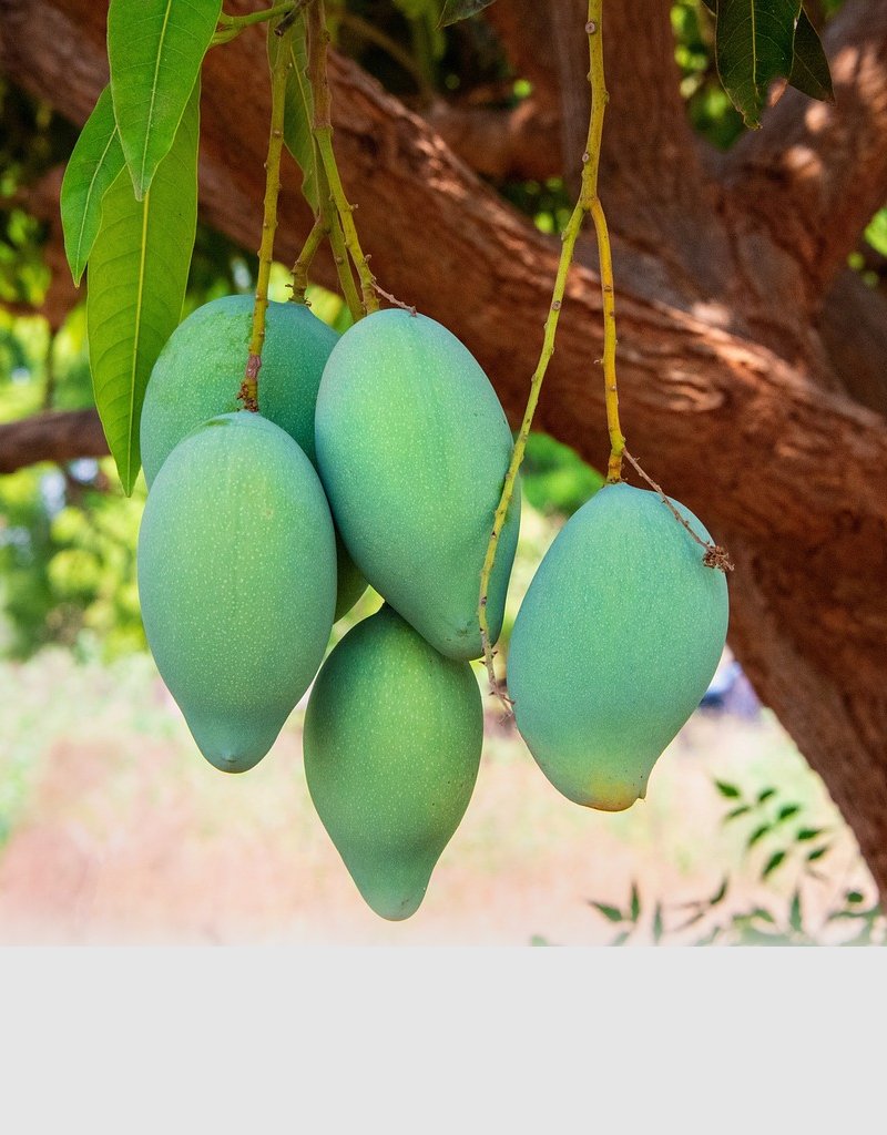 mango-plant---aam-plant-1