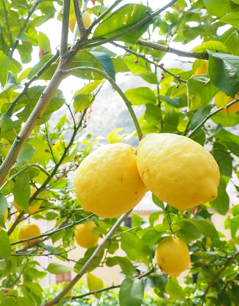 nimbu-plant,-lemon-plant-1