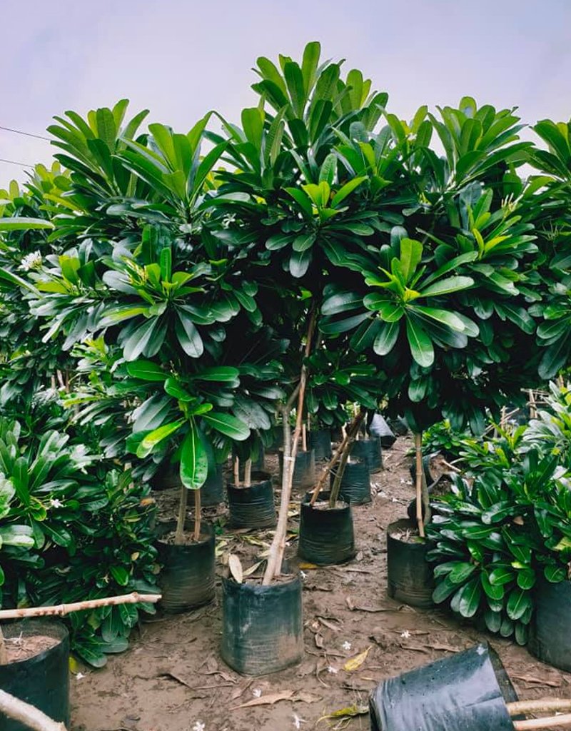 plumeria-alba-tree-3