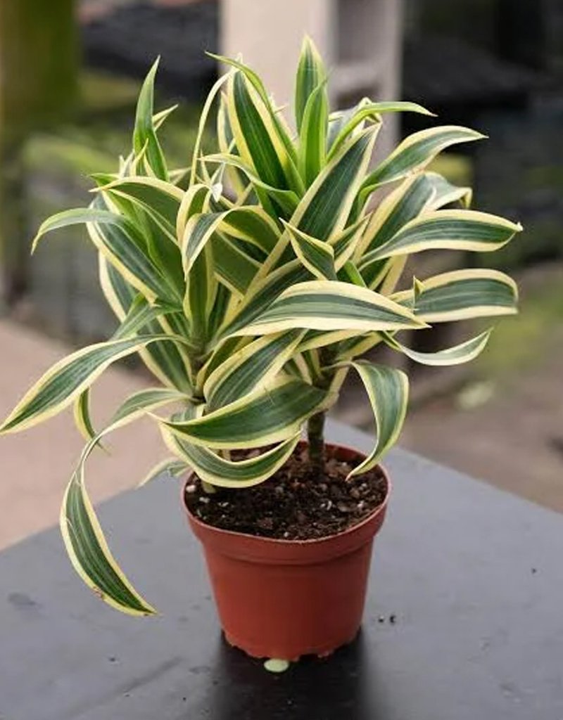 son-of-india-plant-1