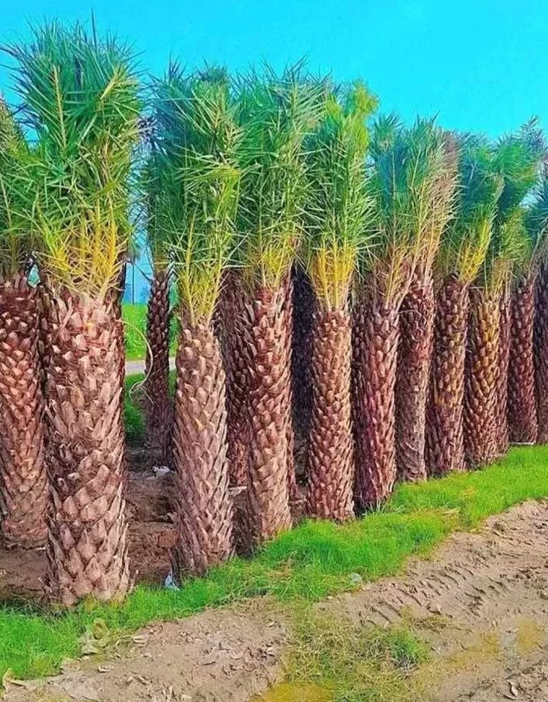 washingtonia-palm-tree